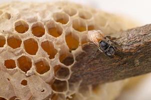 macro bee and honeycomb nature