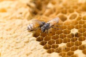 macro bee and honeycomb nature photo