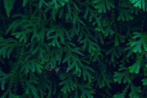 fondo hojas verdes en la naturaleza foto