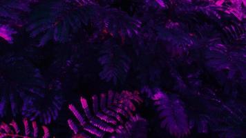 Tropical black light glowing leaves. photo