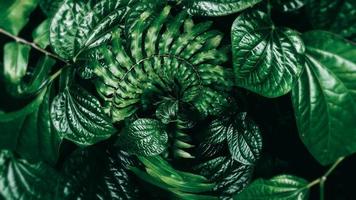 Tropical green leaf in dark tone. photo