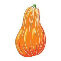 Butternut Squash. Autumn pumpkin Icon. Fresh gourd sketch. Element for autumn decorative design, halloween invitation, harvest, sticker, print, logo, menu, recipe