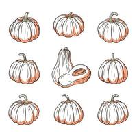 conjunto de ilustraciones de calabaza fresca. colección de bocetos de calabaza para diseño y decoración de pegatinas, estampados, invitaciones, menús y tarjetas de felicitación vector