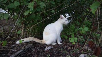 chat jouant dans l'herbe video