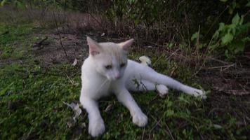 chat jouant dans l'herbe video