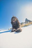 Shepherd dog of the Italian Alps observes far away photo