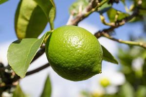 Lime fruit on tree. Selective focus photo