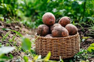 cosechando papas en una canasta de mimbre foto