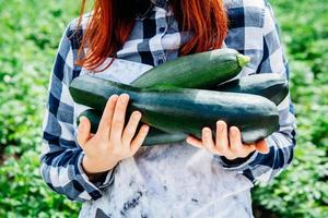 Zucchini harvest in hands of a woman farmer against background of green foliage photo