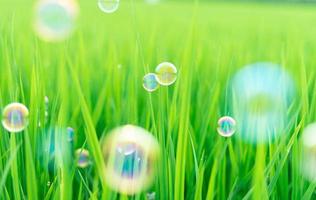 Succulent lush green grass in the meadow with soap bubbles