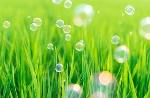 Succulent lush green grass in the meadow with soap bubbles photo