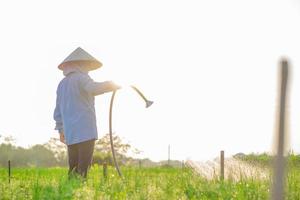 farmer is watering her onion field, in the sunny afternoon photo