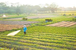 farmer is watering her onion field, in the sunny afternoon photo