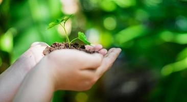 hand holding young tree for planting. concept save world photo