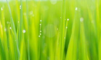 Fresh green grass with dew drops in sunshine on auttum. Abstract blurry background. Nature background. Texture.