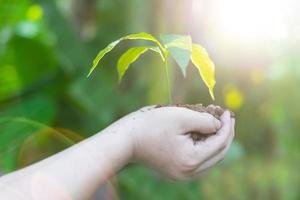 mano que sostiene el árbol joven para plantar. concepto salvar el mundo