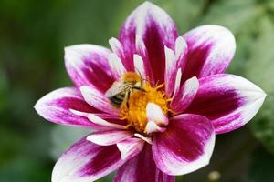 Una abeja salvaje peluda sobre una dalia en flor foto