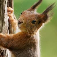 Retrato de una ardilla en el tronco de un árbol foto