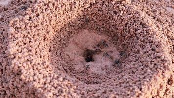 formigas pretas estão cavando o chão para fazer seus ninhos.