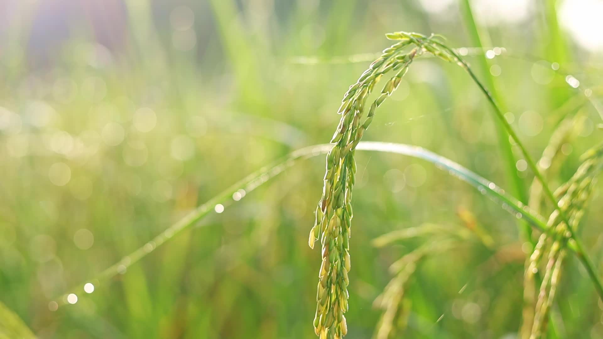 Paddy Field Stock Video Footage for Free Download Paddy Field Stock Video Footage for Free Download