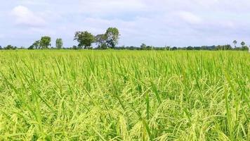 rice swaying by wind in rice paddy. Hom Mali rice field located in countryside of Thailand. video