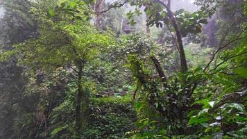 musgo verde en un árbol foto