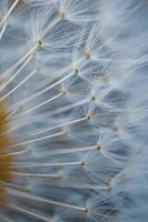 Macro de la semilla de flor de diente de león en primavera foto