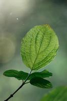 green tree leaves in the nature in springtime photo