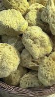 close-up natural sea sponge in market stall