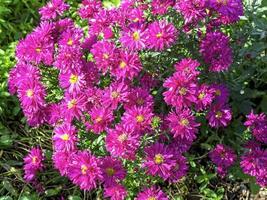 Hermosas flores de aster rosa, carnaval aster novi-belgii foto