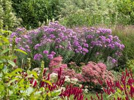 Colourful flowers blooming in a late summer garden photo