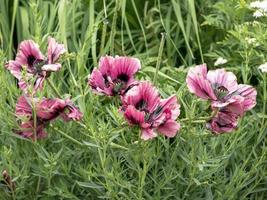 Large pink poppy flowers wilting in a summer garden photo