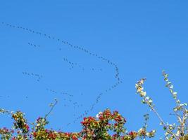 Skeins of geese in formation in a blue sky photo