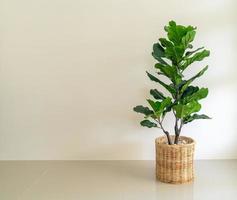 Fiddle Fig in wicker basket photo