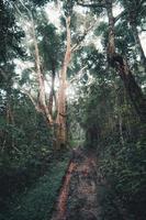 The dirt road enters the rainforest in the morning photo