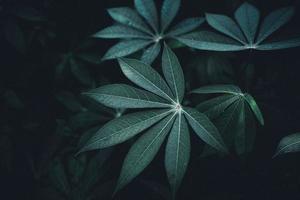 Close-Up Of  Dark green leaves photo