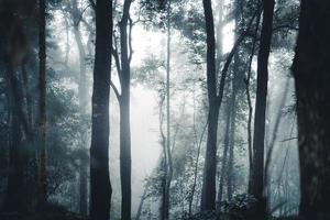 Trees and coffee trees in the foggy forest photo
