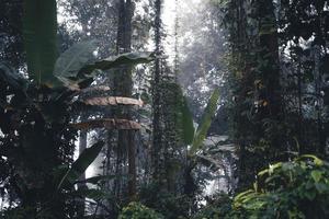 Trees and coffee trees in the foggy forest photo