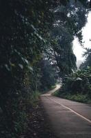 The road into the forest was foggy in the morning. photo