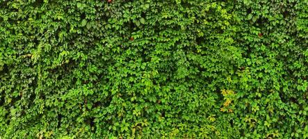 Green background of eco panel ivy wall photo