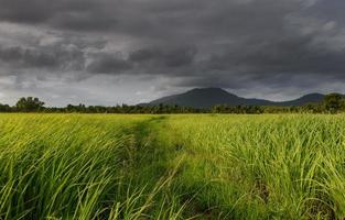 prado de arroz verde o pastizal con nubes lluviosas. foto