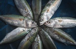 Fresh Mackerel sardine fishes. photo