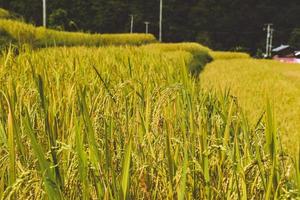 campo de terrazas de arroz amarillo dorado en mouantain. foto