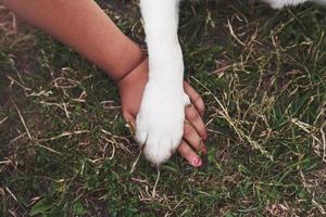 Friendship between human and dog - shaking hand and paw photo