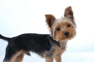 yorkshire terrier sobre fondo blanco pelo corto foto