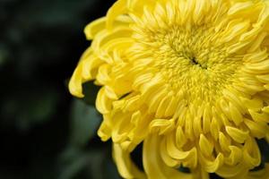 Big yellow chrysanthemums in the park photo