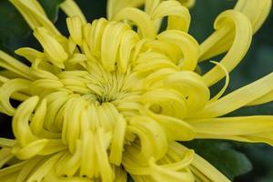 Big yellow chrysanthemums in the park photo