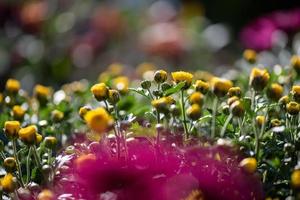 Small yellow wild chrysanthemums in the park photo