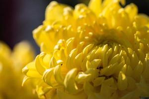 Big yellow chrysanthemums in the park photo