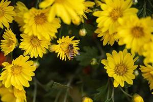 Small yellow wild chrysanthemums in the park photo